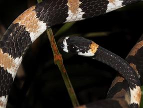 Dipsas catesbyi, conhecida como cobra papa-lemas ou dormideira. Cientistas brasileiros registram primeira vocalização de serpente na América do Sul