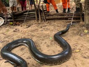 foto de cobra resgatada em Barreirinhas (MA)